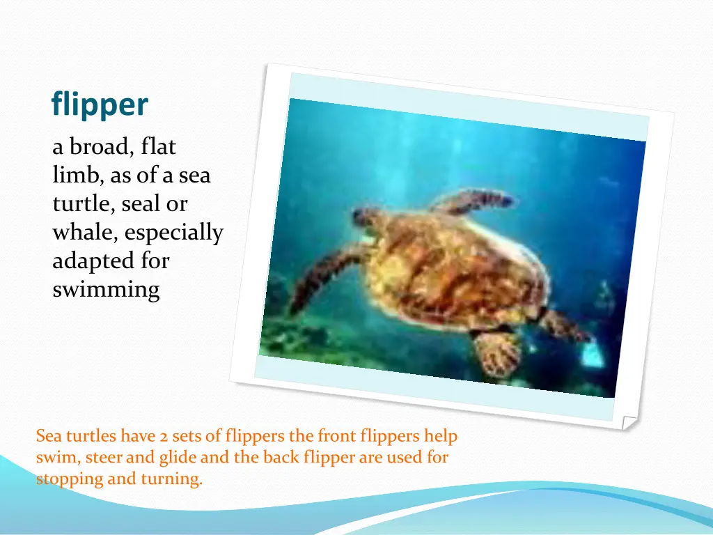flipper