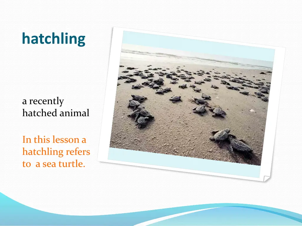hatchling