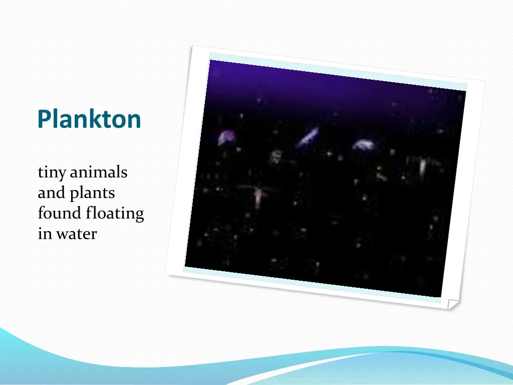 plankton