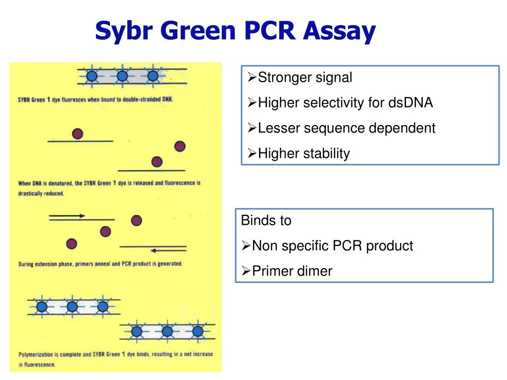 sybr green pcr assay