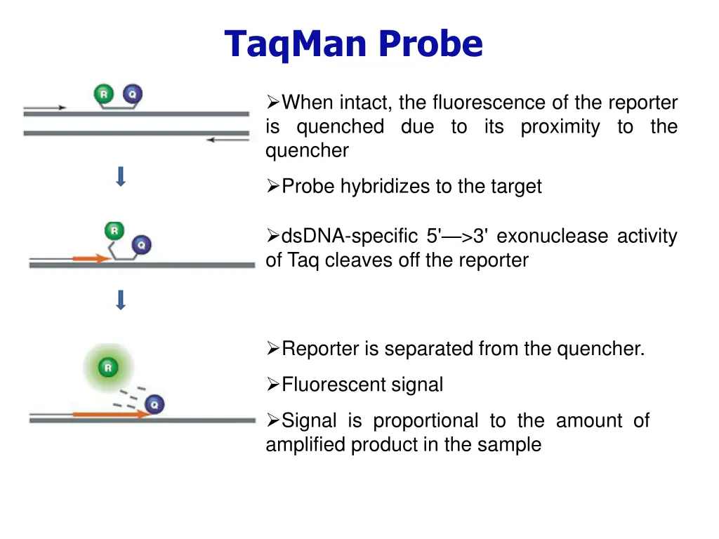 taqman probe 1