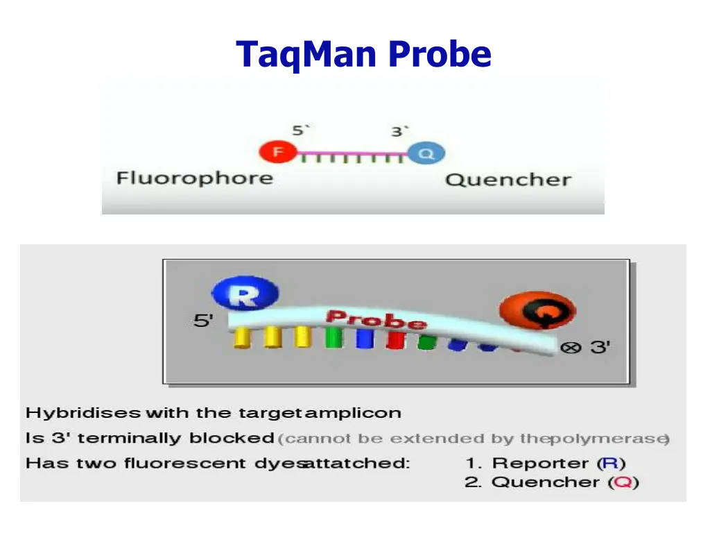 taqman probe