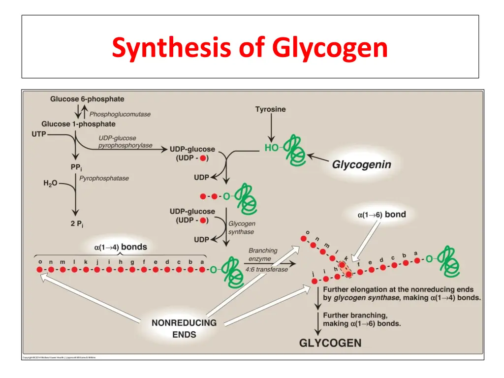 synthesis of glycogen