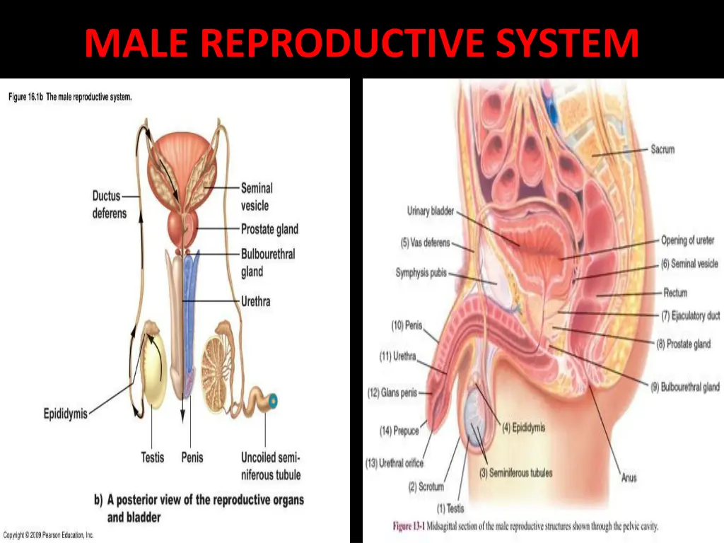 male reproductive system