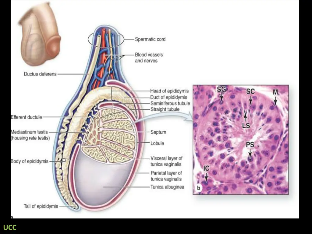 slide4