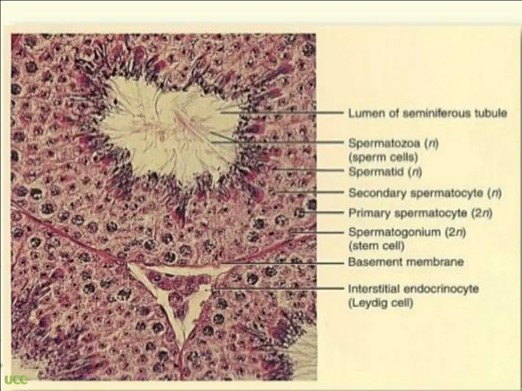 slide5