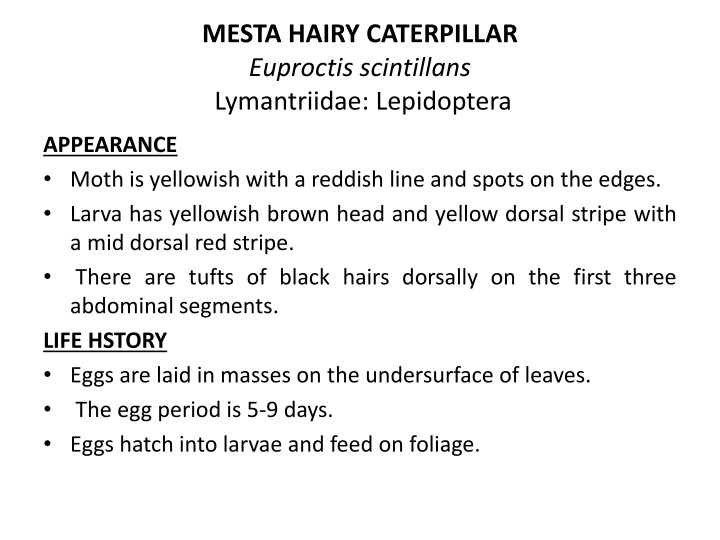 mesta hairy caterpillar euproctis scintillans