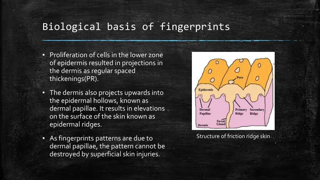 biological basis of fingerprints