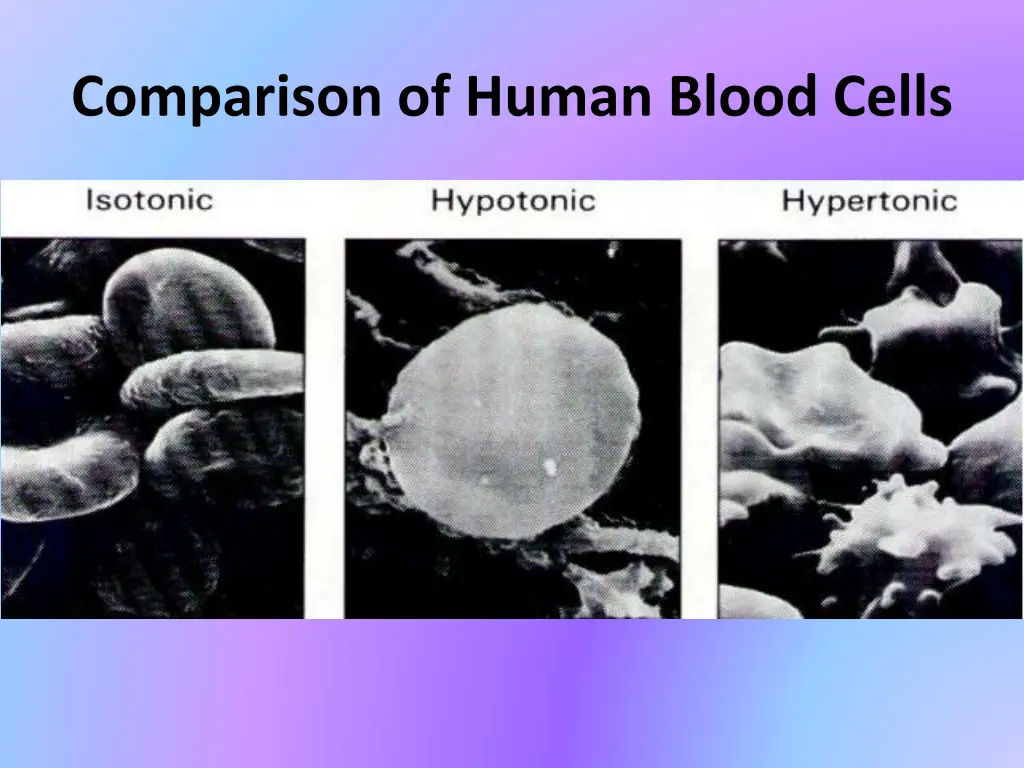 comparison of human blood cells