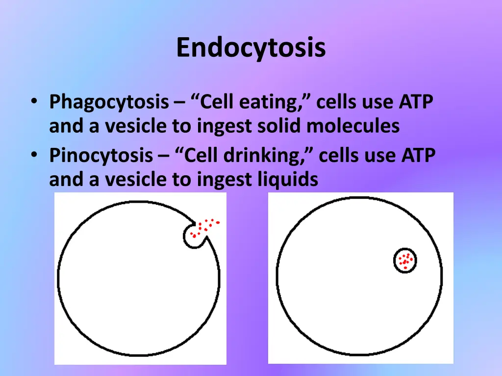 endocytosis