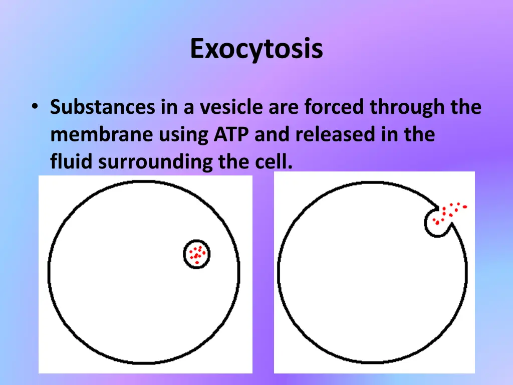 exocytosis
