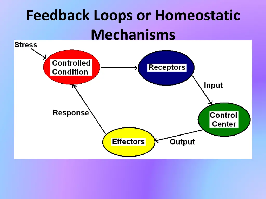 feedback loops or homeostatic mechanisms
