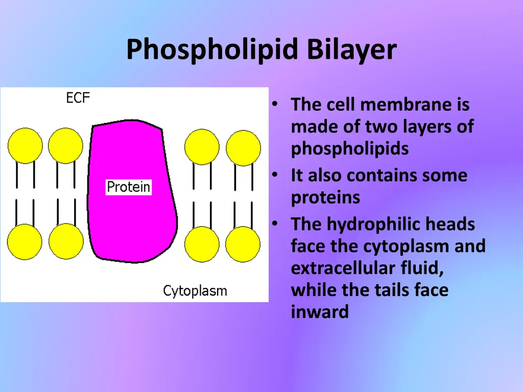 phospholipid bilayer