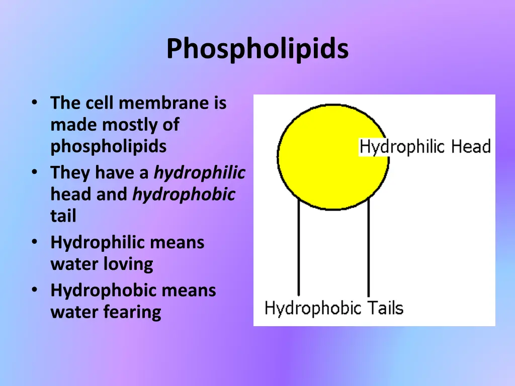 phospholipids