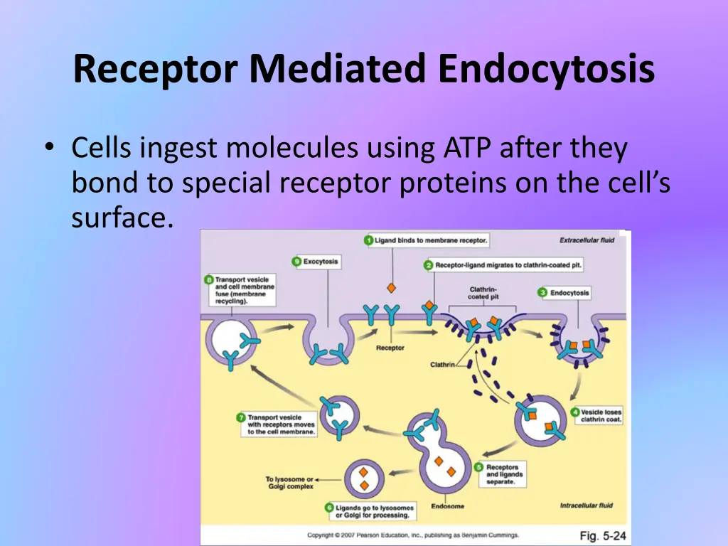 receptor mediated endocytosis