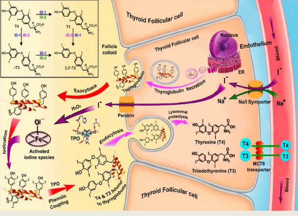 mechanism of action