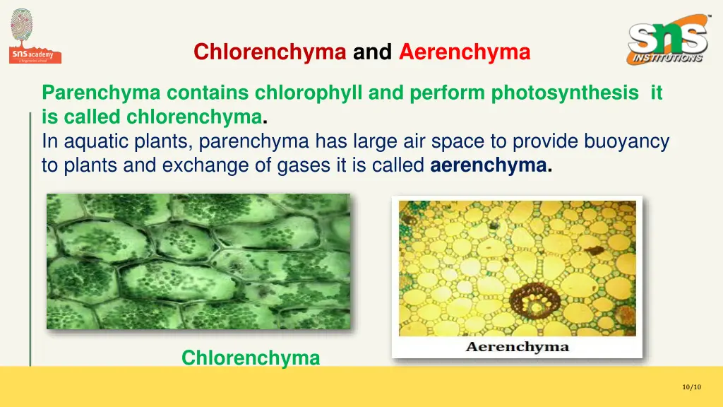 chlorenchyma and aerenchyma