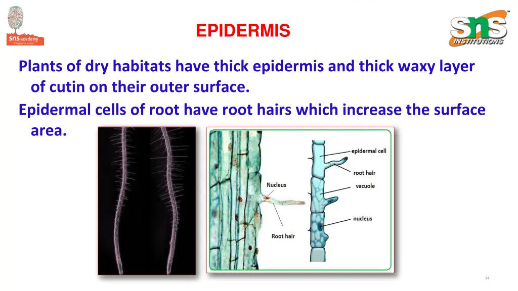 epidermis 1