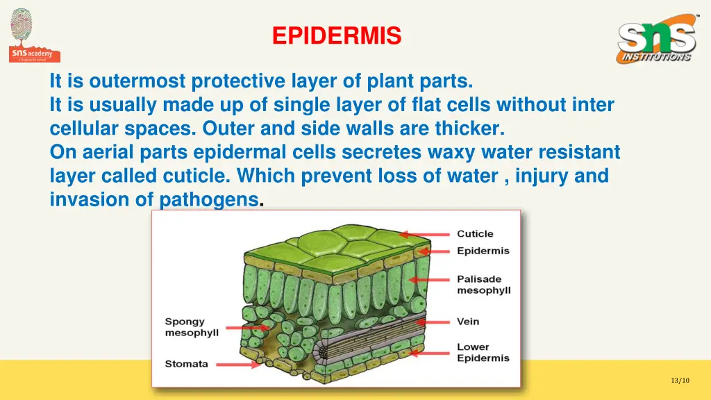epidermis