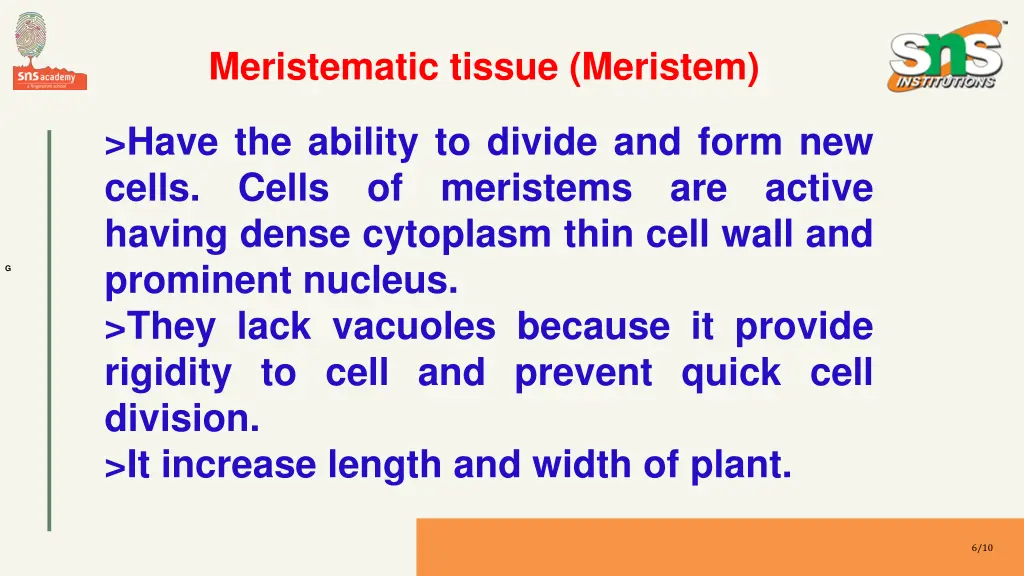 meristematic tissue meristem