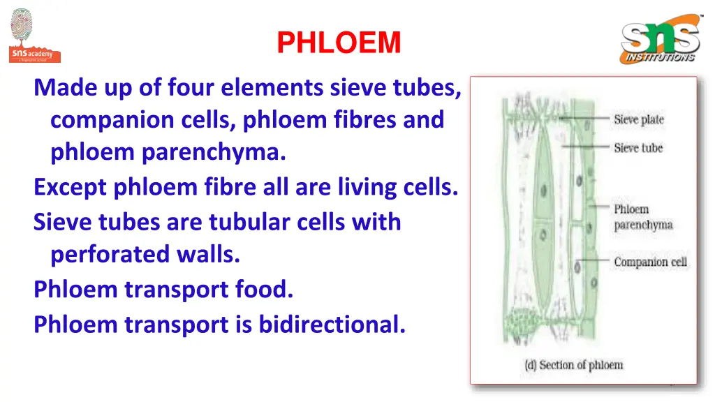 phloem