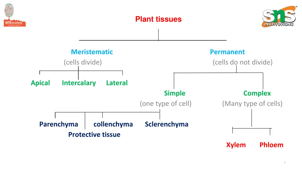 plant tissues