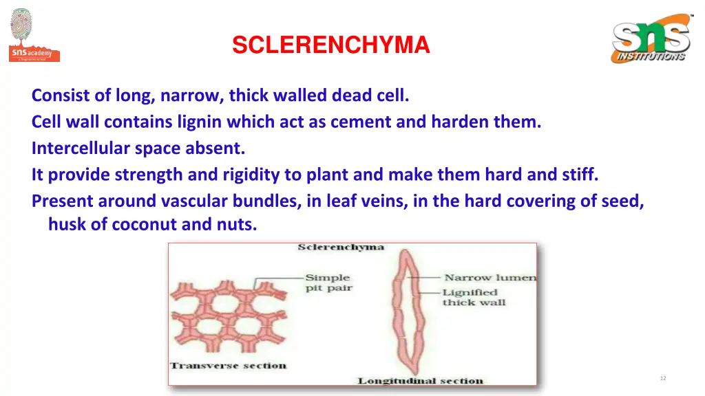 sclerenchyma