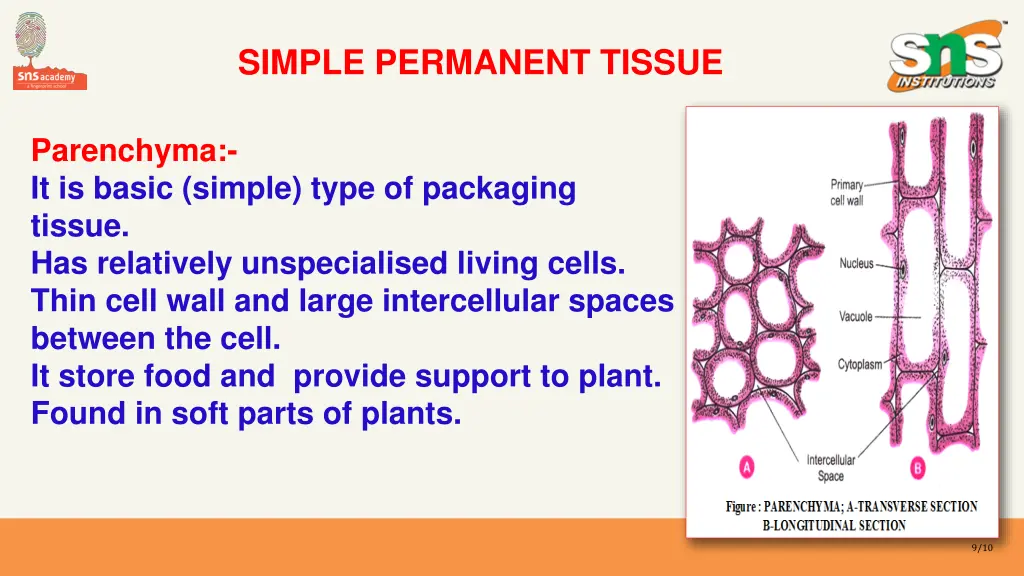 simple permanent tissue