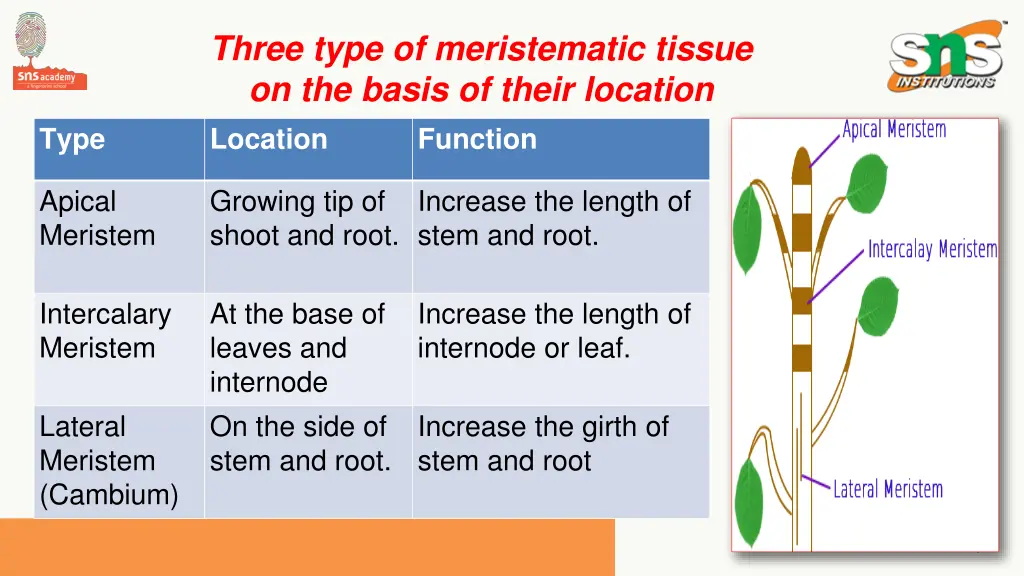 three type of meristematic tissue on the basis