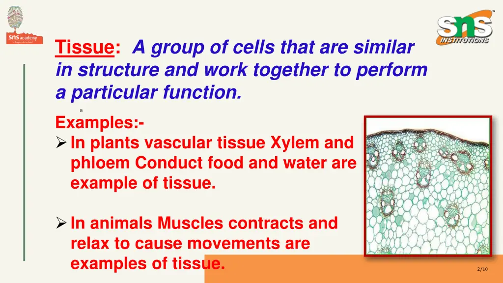 tissue a group of cells that are similar