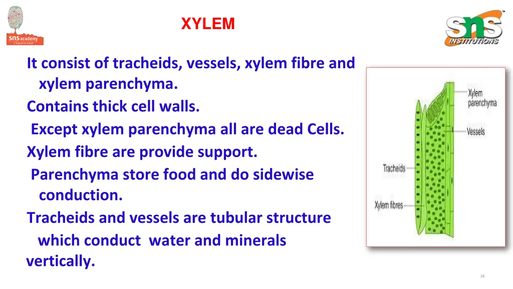 xylem