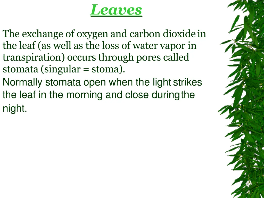 leaves