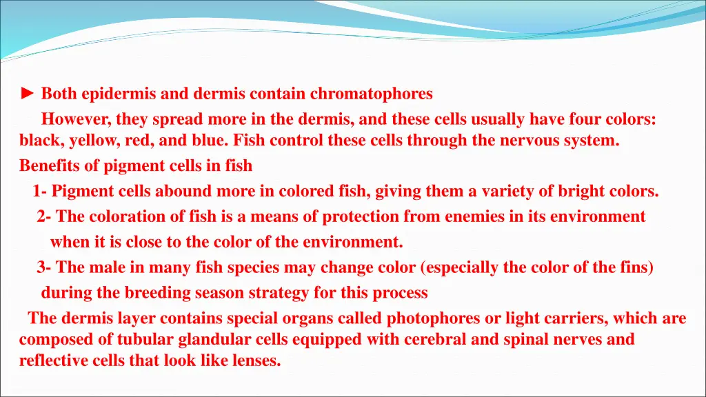 both epidermis and dermis contain chromatophores