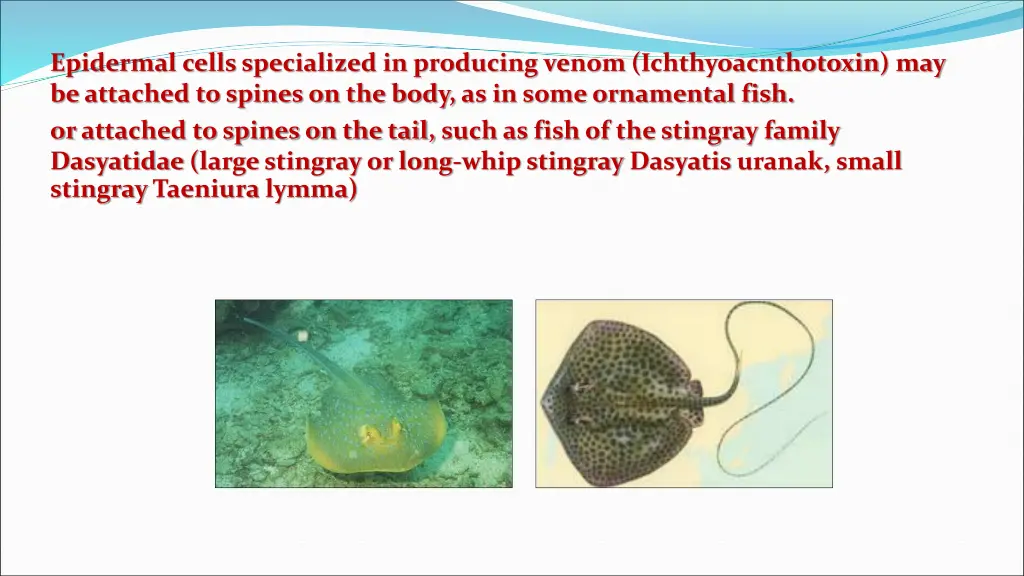 epidermal cells specialized in producing venom