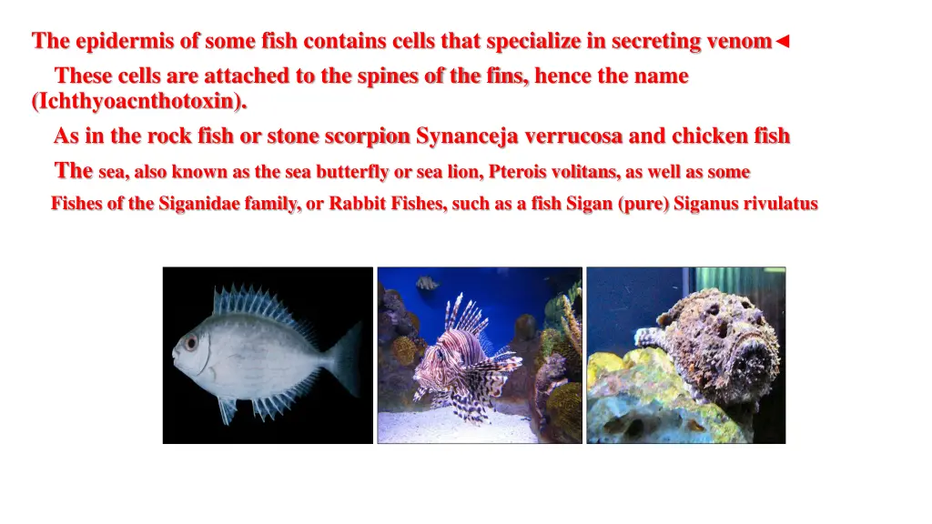 the epidermis of some fish contains cells that