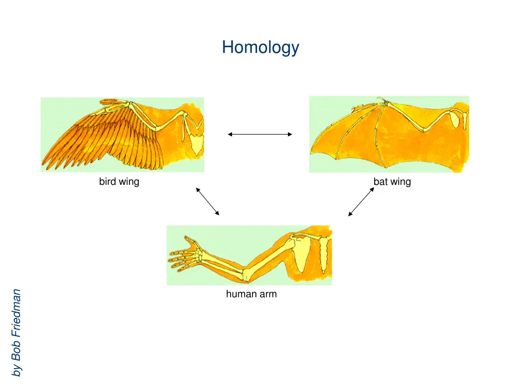 homology
