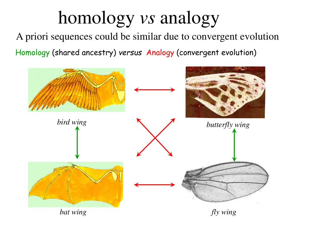 homology vs analogy a priori sequences could