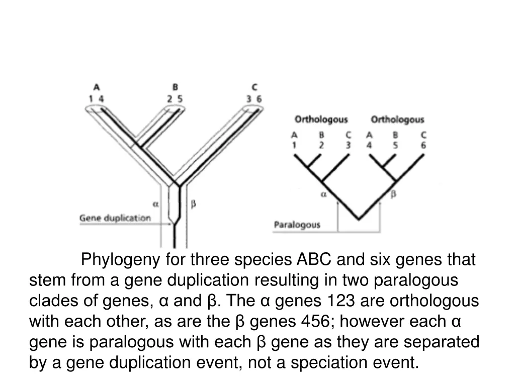 phylogeny for three species abc and six genes