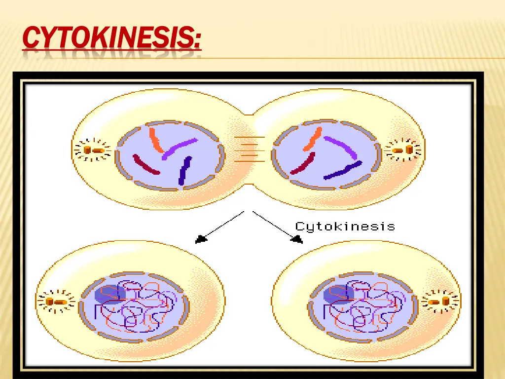 cytokinesis cytokinesis