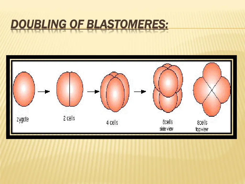 doubling of blastomeres doubling of blastomeres