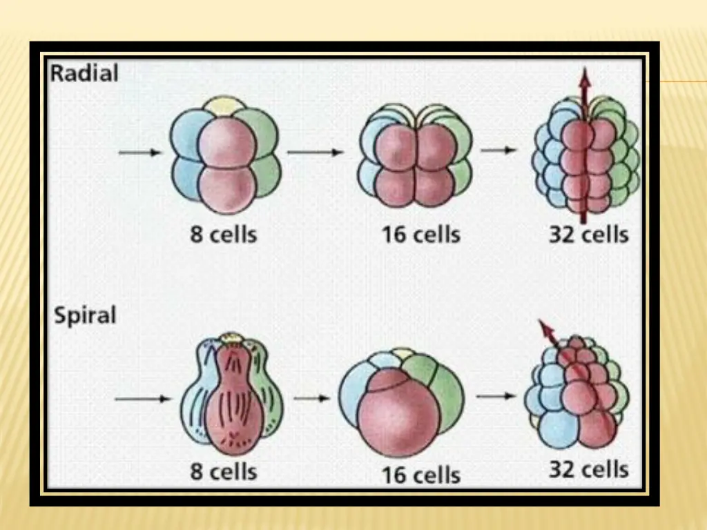 slide24