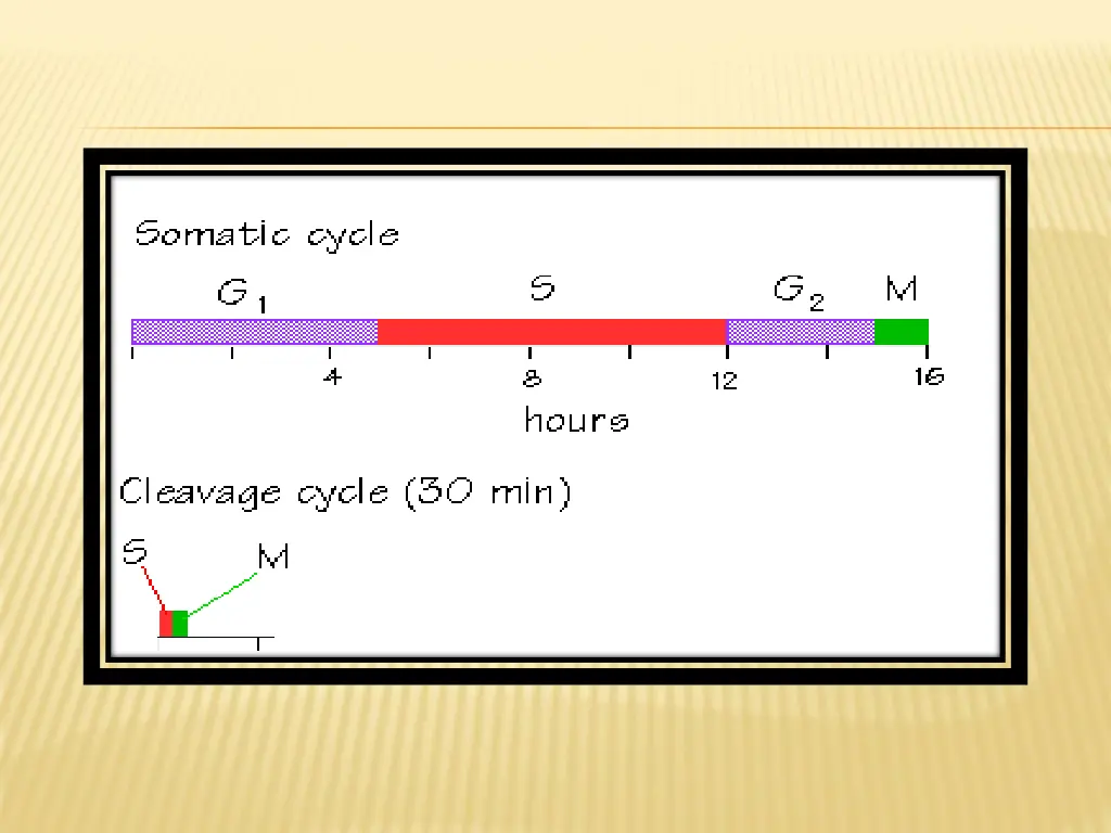 slide7