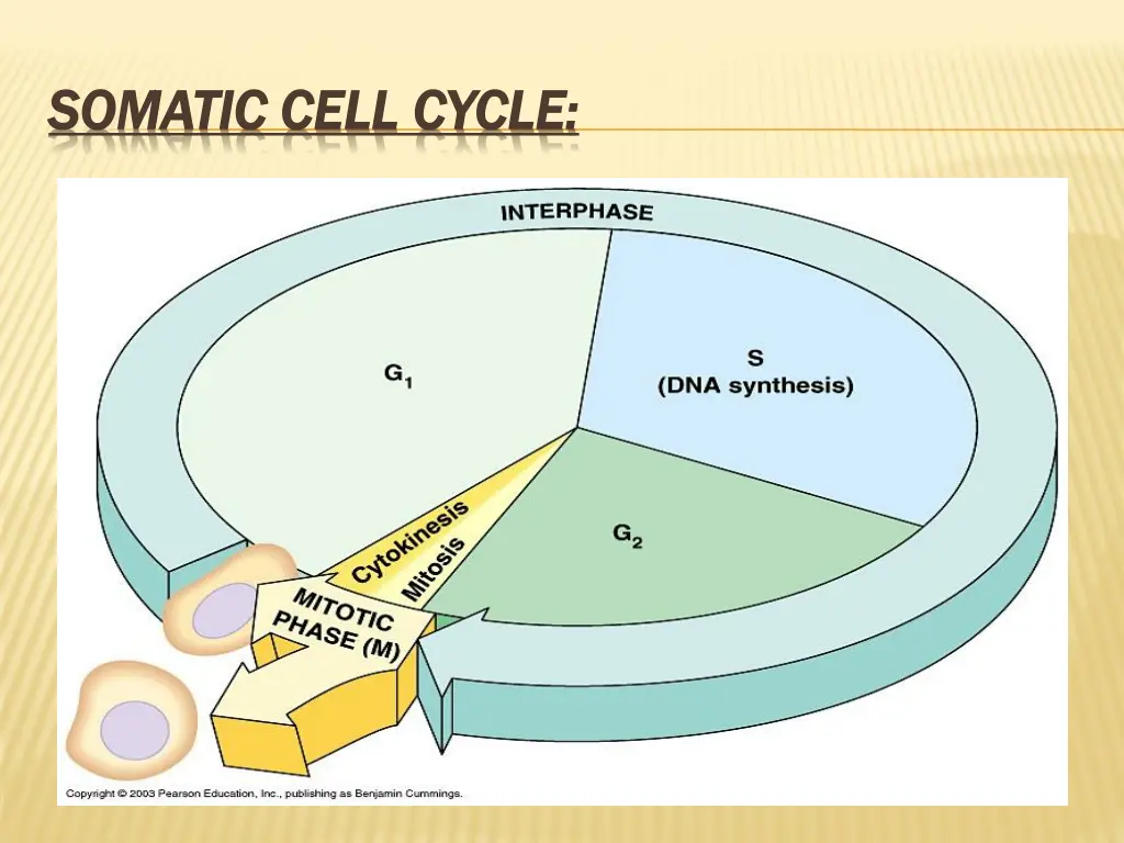 somatic cell cycle somatic cell cycle
