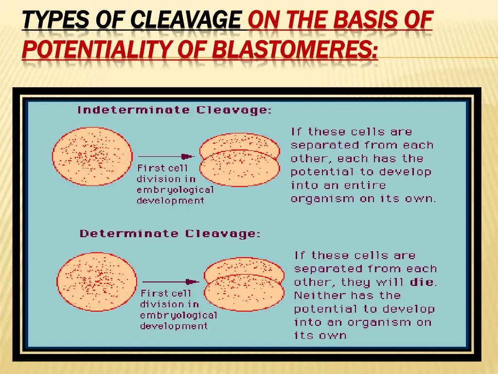 types of cleavage types of cleavage on the basis