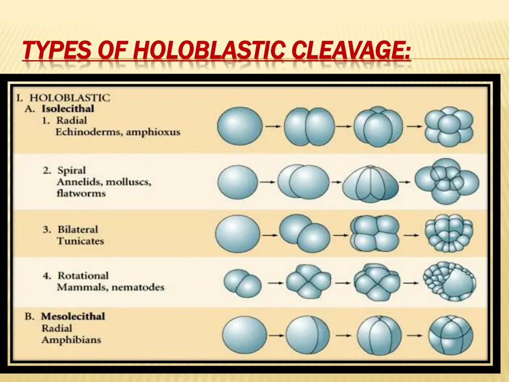 types of holoblastic cleavage types
