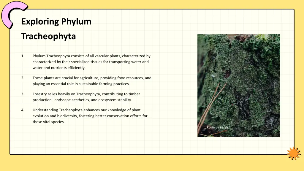 exploring phylum