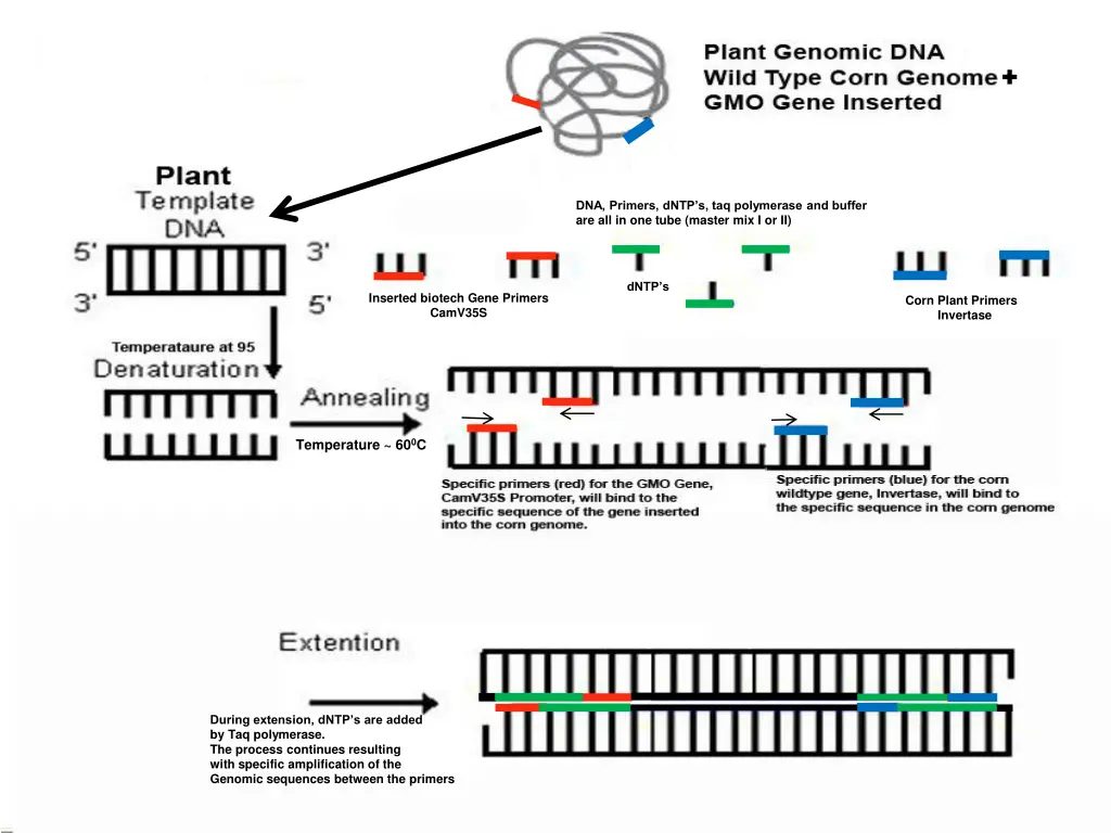 dna primers dntp s taq polymerase and buffer
