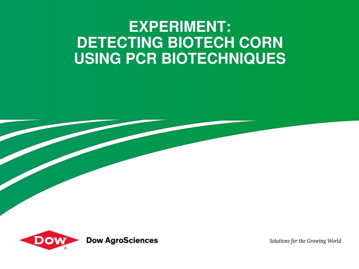 experiment detecting biotech corn using