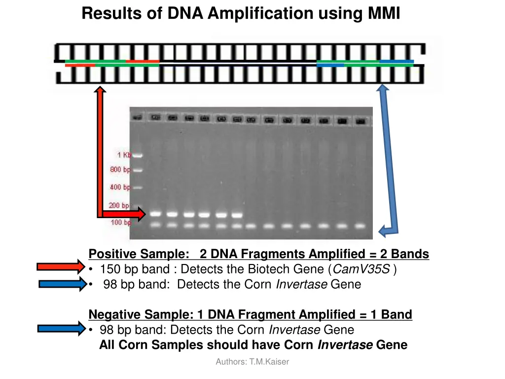 results of dna amplification using mmi