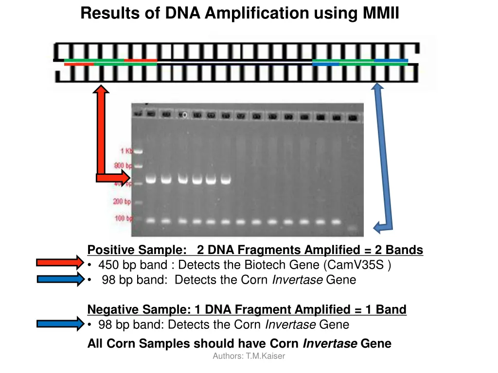 results of dna amplification using mmii